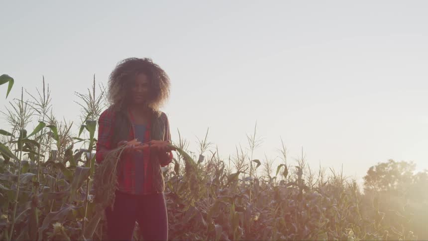 A woman stands in a corn field holding a stalk of corn