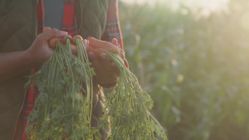 Farmer picks up carrots on a field at dawn