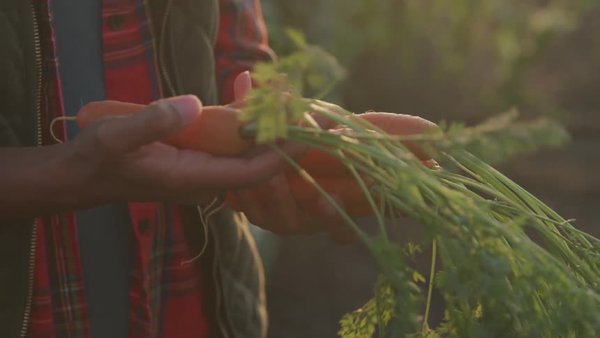 Man hands picking carrots from the farm