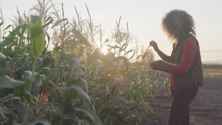 Curly hair black woman touches corn plant and writes down on a notebook in the field at sunset