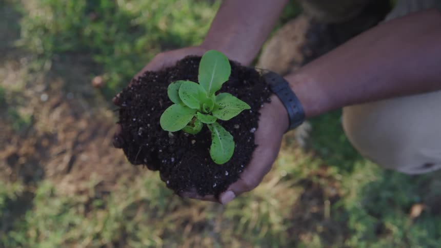 A gardener holds a young plant and soil in their hands