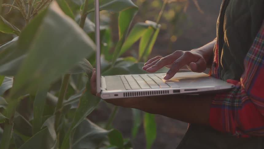 A woman uses a laptop while standing in a corn field