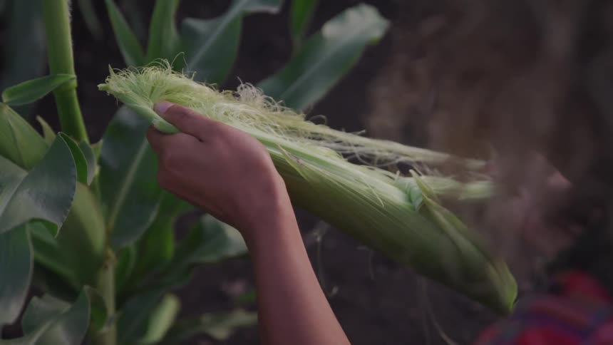 A woman peels the husk off of a corn cobb in the field