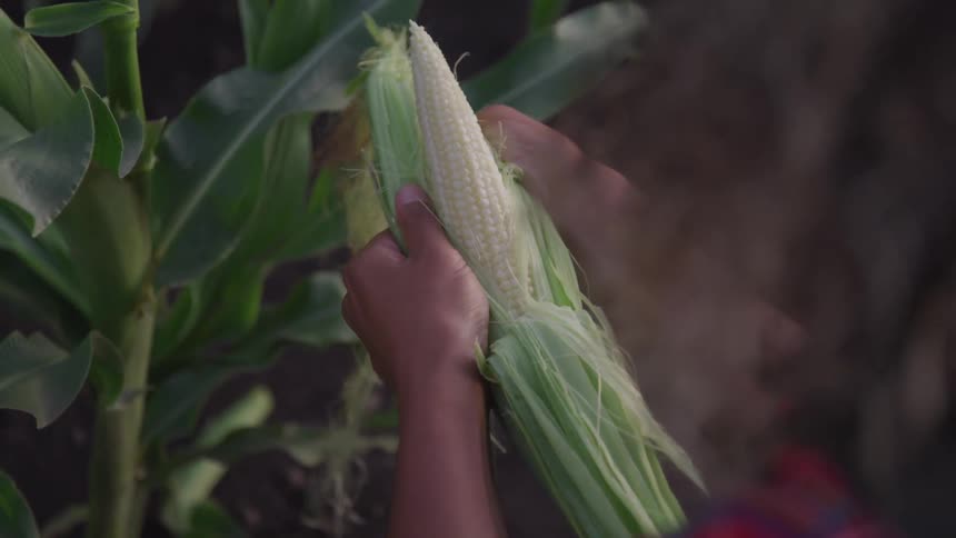 Woman husks corn in field as insect flies by