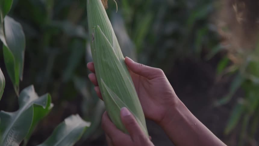 Close up of a person admiring corn just picked from their harvest
