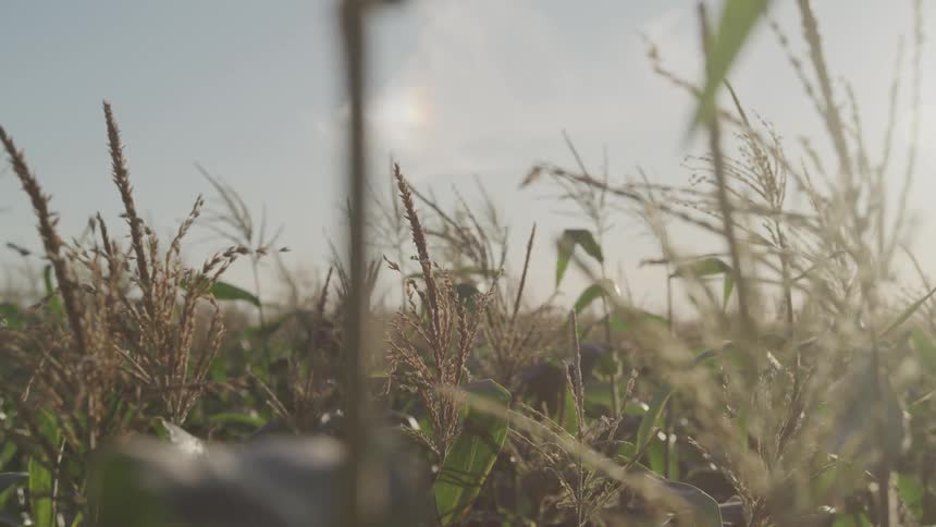 Corn plant tassels sway in the breeze in a crop field on a sunny day