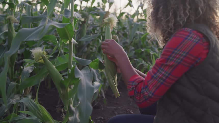 A woman breaks a corn cobb off of the stalk