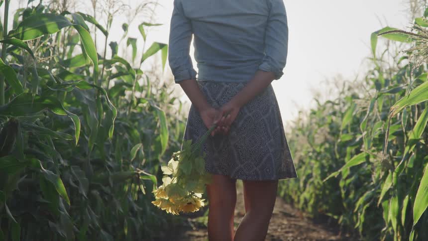 A woman holds sunflowers while standing in a corn field
