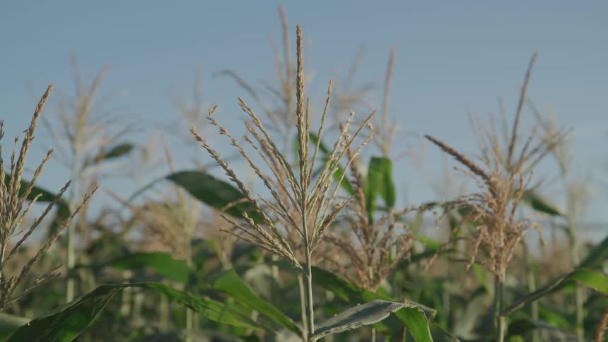 A scenery at the wheat field