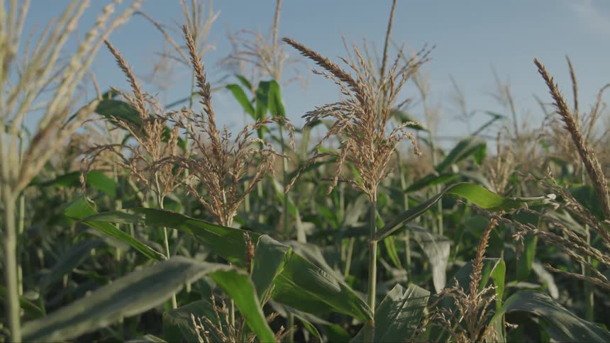 A scenery at the corn field