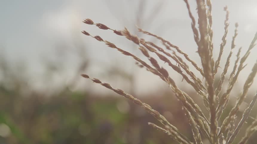Plant stalks and stems sway in the breeze on a sunny day