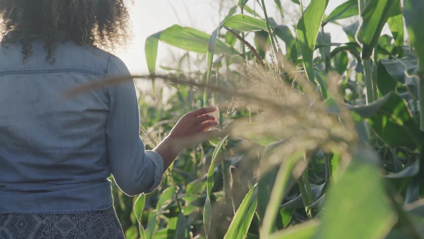 A female walks along the edge of a cornfield on a sunny day and touches the leaves as she passes by