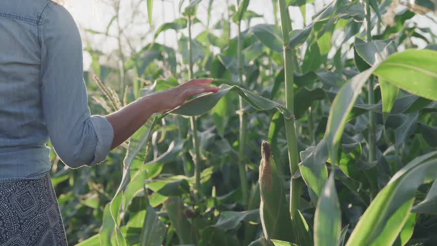 A woman walks through a corn field touching leaves