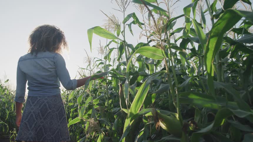 Curly hair brunette woman walks and touches plants in the field on a sunny day