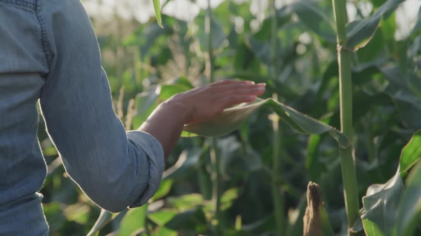 A woman reaches out and touches the leaves of corn plants as she passes them on a sunny day