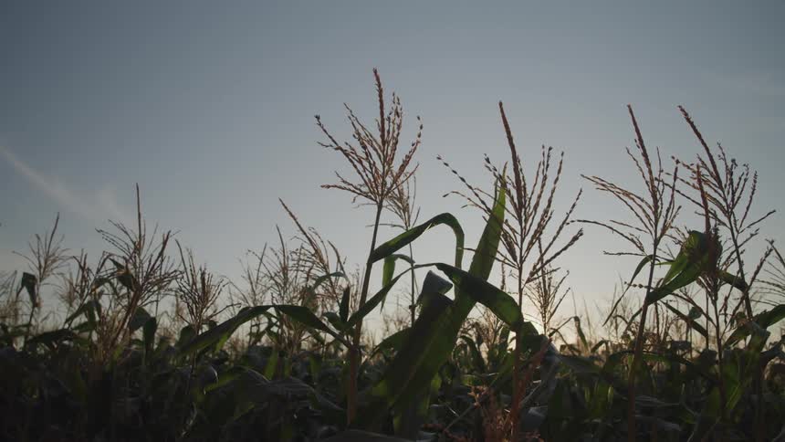 The field is filled with large stalks