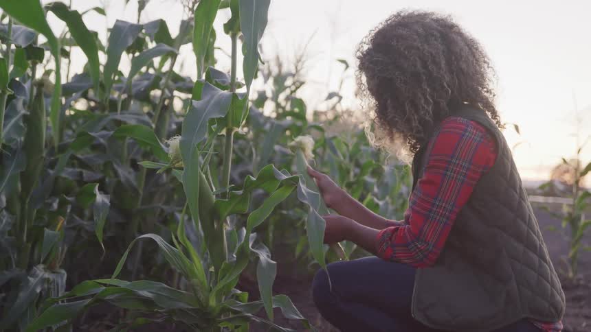 Curly hair brunette woman holds corn in the field at sunset