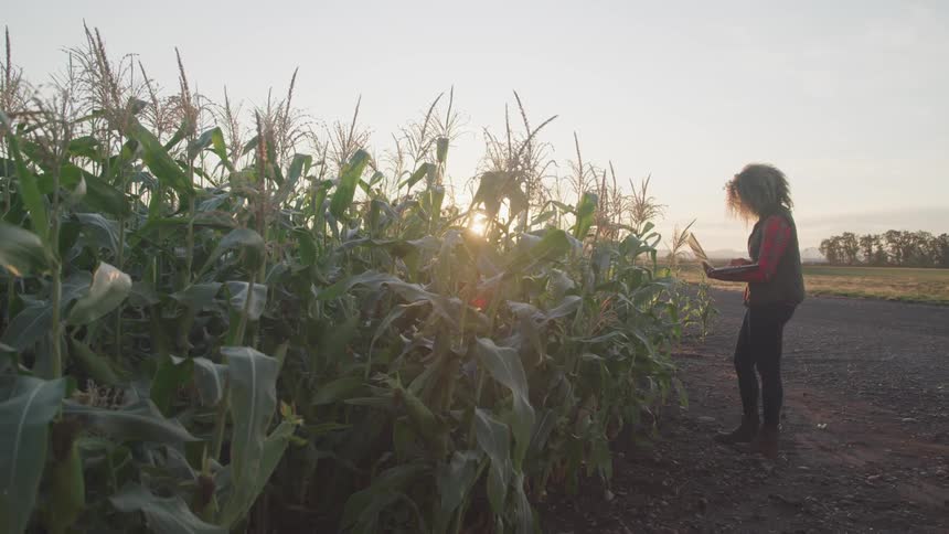 A woman stands by a corn field holding a laptop