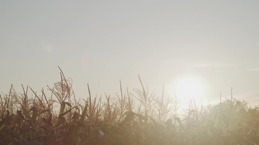 Sun shines from the horizon onto crops
