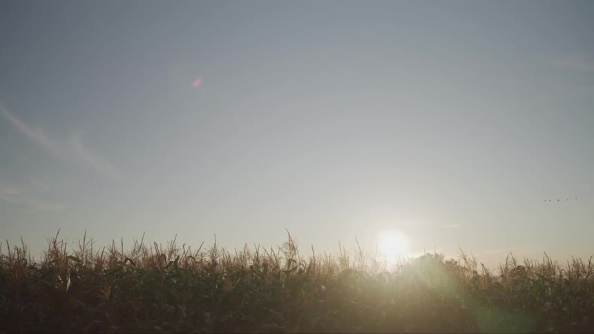 Sunlight is barely peeking over tops of the stalks of corn in a cornfield