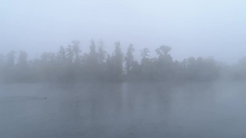 Ducks float on the foggy lake next to the forest