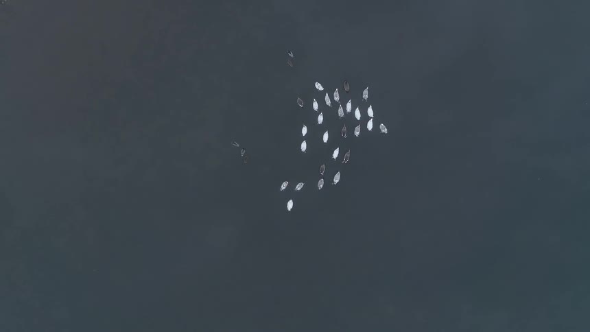 An aerial view of birds are displayed