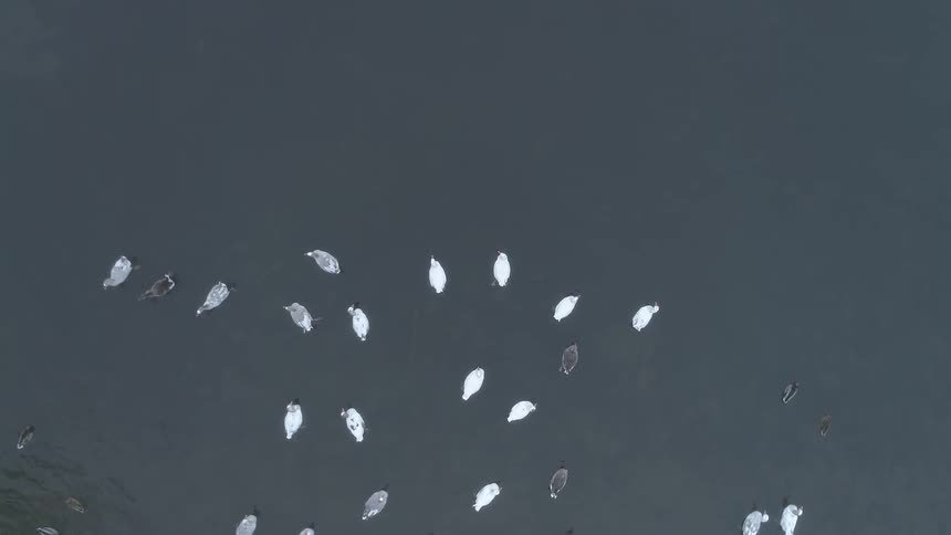 An aerial view of ducks floating on a body of water
