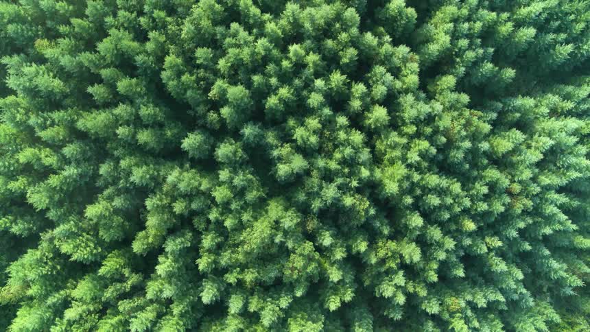 A thick and luscious green forest