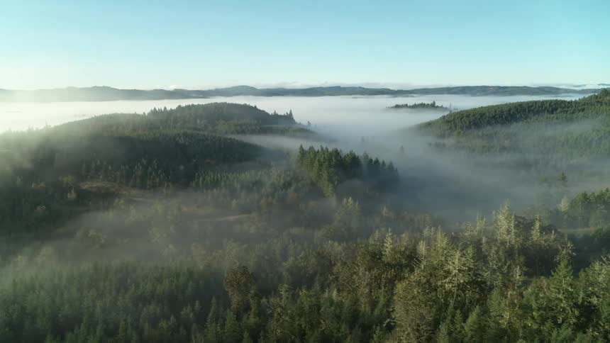 Low fog covers a lake and forest area under blue skies