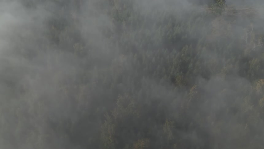 Fog and clouds hangs over the green tree tops