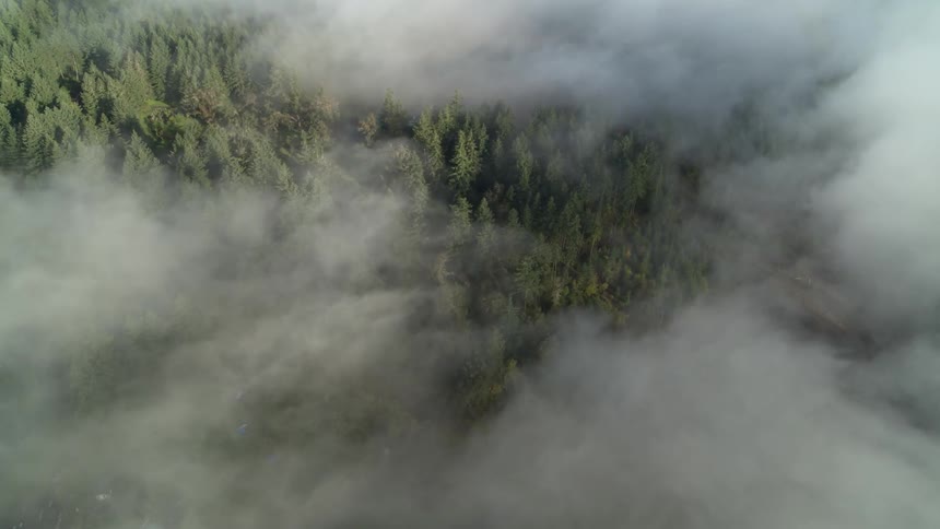 Aerial view of a forest covered with fog