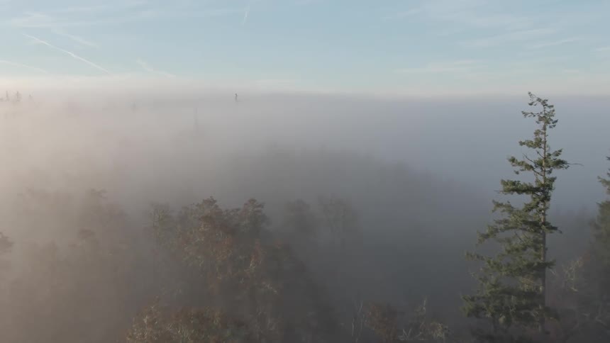 An aerial view of a forest is displayed