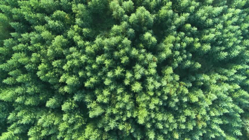 A lush green forest under bright sun