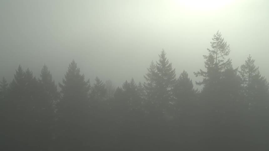 The forest is covered in thick fog