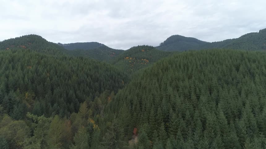 An aerial view of trees in the forest is displayed