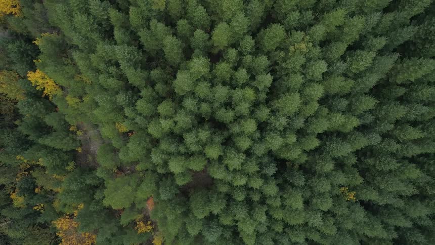 Trees lined up together