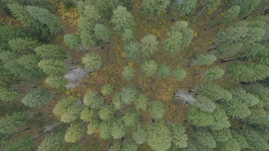 A pine forest from above during the day