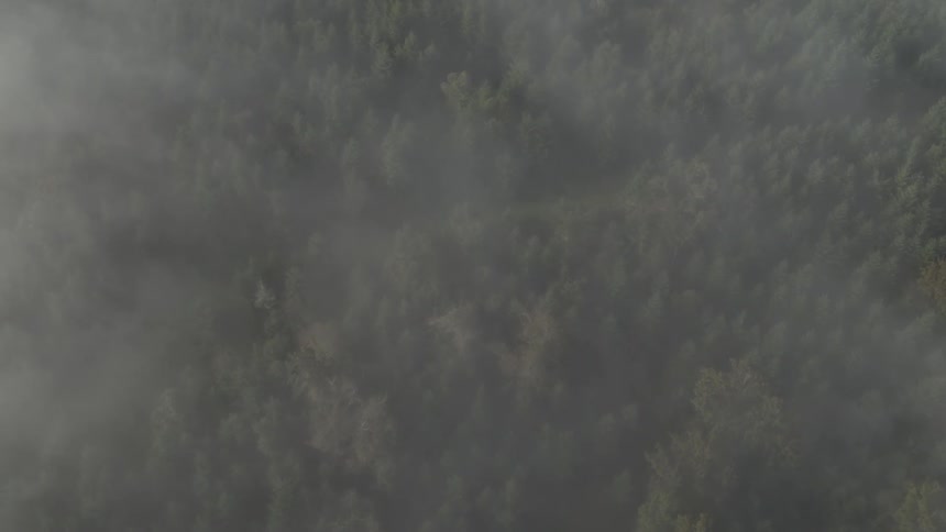 A vast forest below the mist