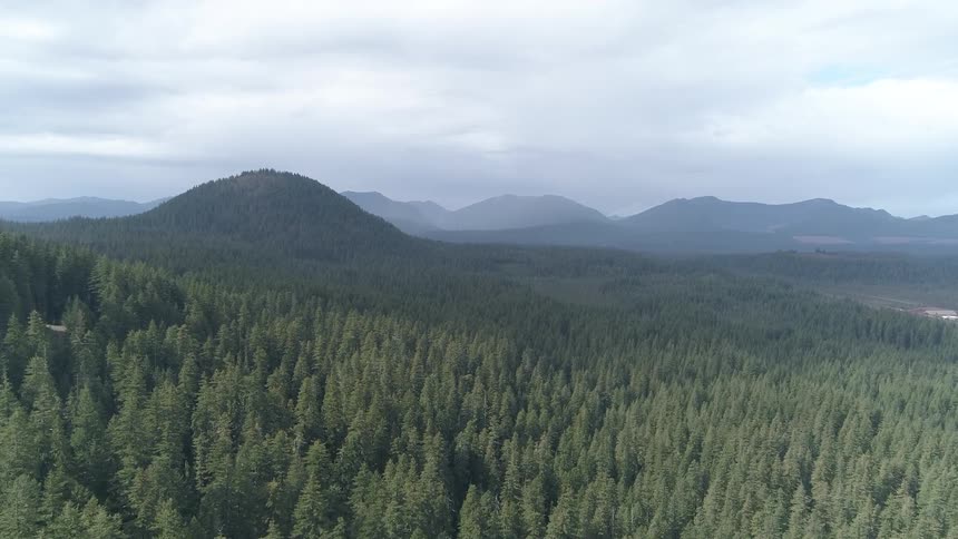 Abies and conifers on high