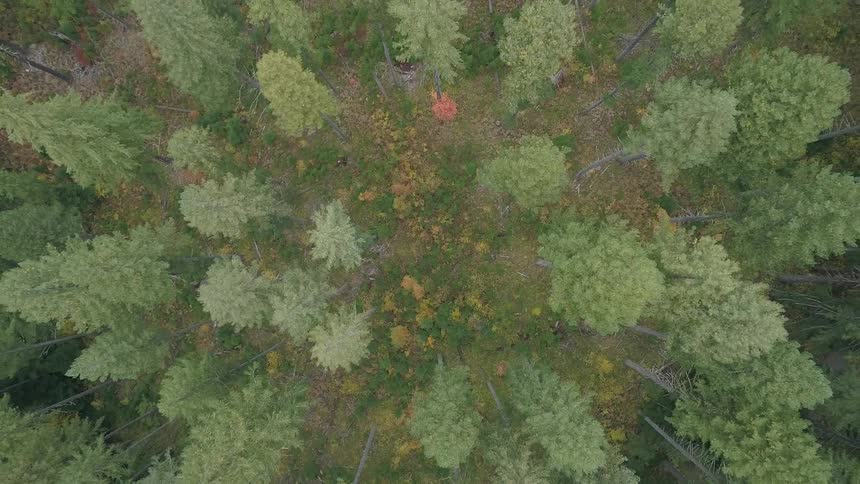 Birds eye view of lush green trees in the forest