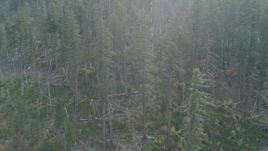 Trees with various amounts of foliage occupy forest