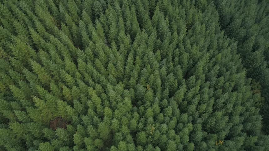 Green evergreen trees in a dense forest on a slope