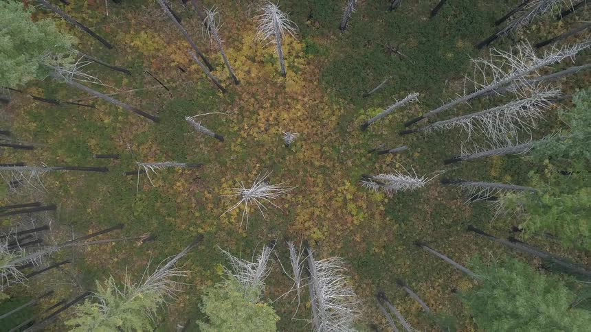 Fallen leaves form colorful area in middle of clearing in forest