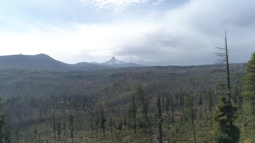 An aerial view of a forest is displayed