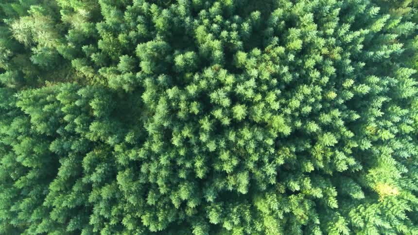 An aerial view of a fir forest
