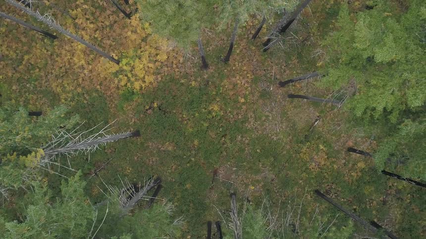 A small grassy clearing lies in the middle of a forested area