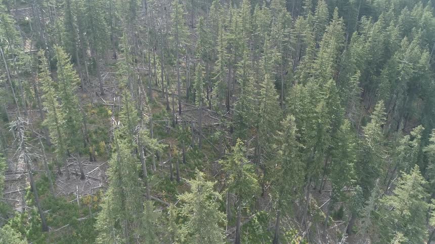 A scenery of a fir forest