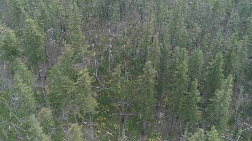 A forest from above during the day