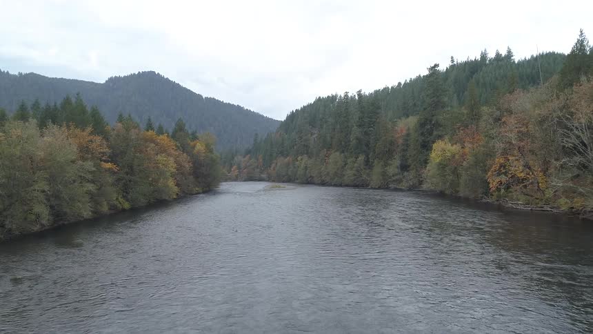 A footage of a river stream between a fir forest