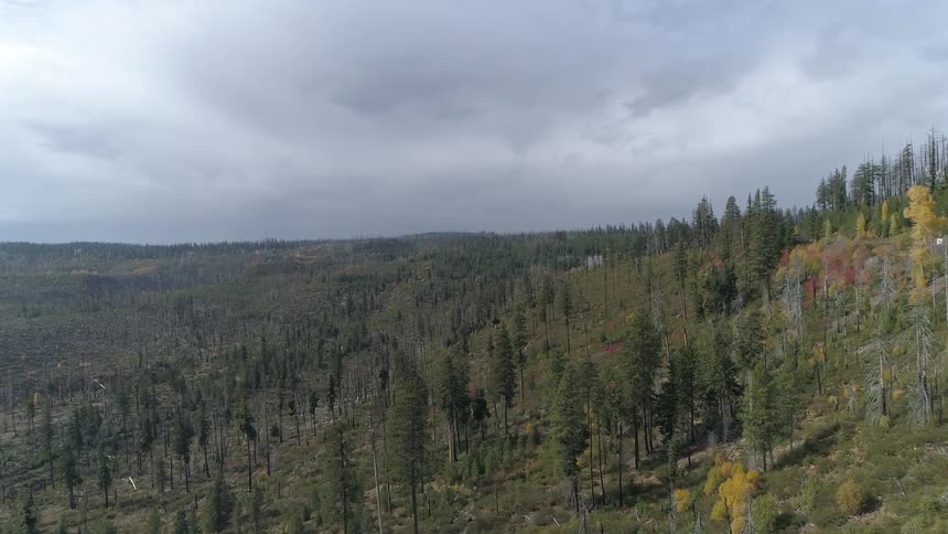 Pine trees grow on a hill and lead to a forest of more trees